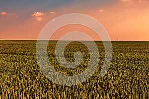 Sunset in a Field of Cereals