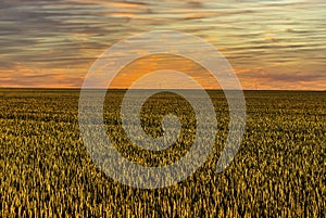 Sunset in a Field of Cereals