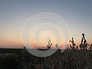 Sunset field of grain in western Manitoba photo