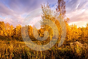 Sunset on a field with grass and birces in golden autumn photo