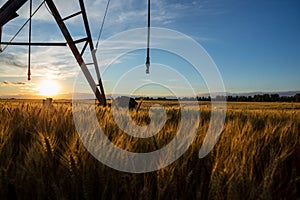 Sunset on a field of ripe wheat, and above is an irrigation system