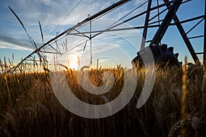 Sunset on a field of ripe wheat, and above is an irrigation system