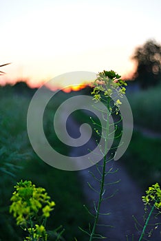 Sunset in the field photo