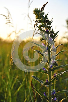 Sunset in the field photo