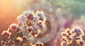 Sunset in field of thistle - burdock