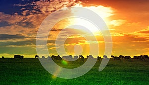 Sunset and field wallpaper