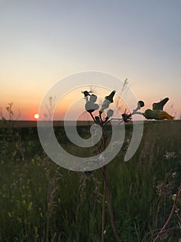 Sunset on a field in western Manitoba photo