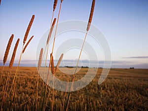 Sunset in fields of cut grain