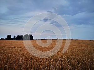 Sunset in fields of cut grain