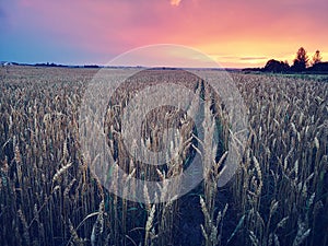 Sunset in fields of cut grain