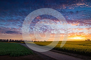 Sunset in fields of yellow flowers photo