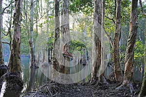 sunset at flooding old forest china hong kong, Kam Shan