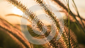 Sunset with flower background.