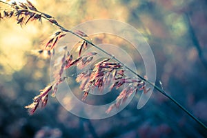 Sunset with flower background.