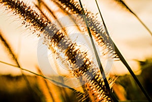 Sunset with flower background.