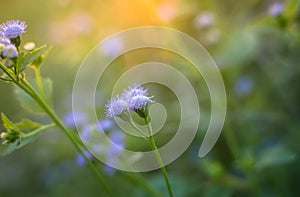 Sunset with flower background.