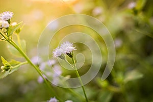 Sunset with flower background.