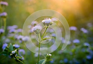 Sunset with flower background.