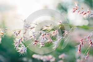 Sunset with flower background.