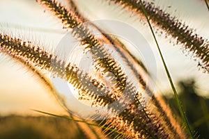 Sunset with flower background.