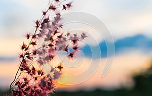 Sunset with flower background.