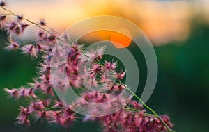 Sunset with flower background.