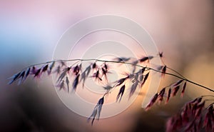 Sunset with flower background.