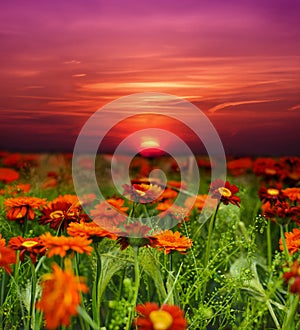 Sunset flower field