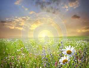 Sunset in the flower field