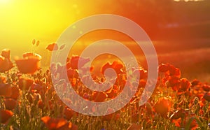 Sunset on flower fields - poppies