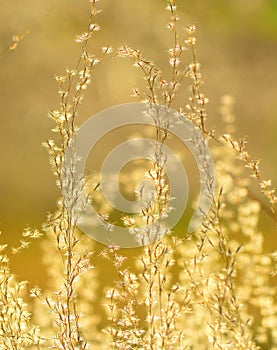 Sunset flowers