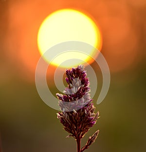 Sunset flowers