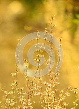 Sunset flowers