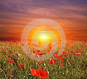 Sunset on flowers meadow