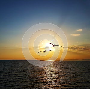 Sunset flying birds