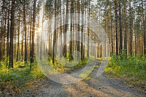 Sunset in the forest