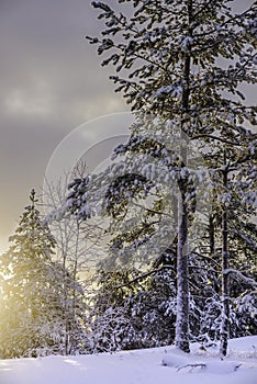 Sunset in a forest