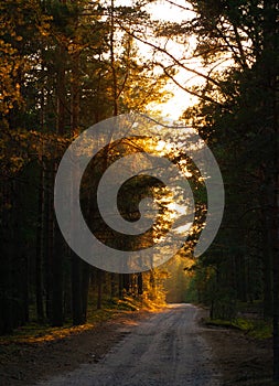 Sunset in the forest with coutry road