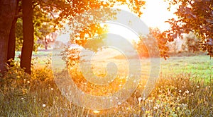 Sunset. Forest glade.