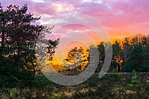 Sunset in a forest heather landscape with polar stratospheric clouds, a rare weather phenomenon that colors the sky pink