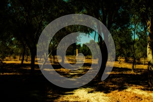 Sunset in the Forest