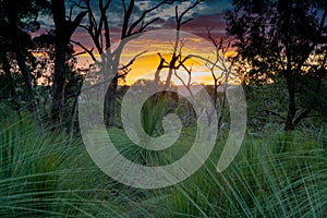 Sunset at forest with nice Sky and branches