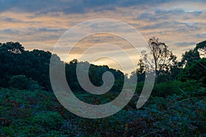 Sunset at forest with nice Sky and branches