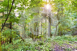 Sunset in the forest, summertime. Color image