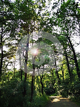 Sunset in the forest. Sun rays through the branches of trees