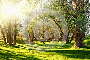 Sunset in forest, sunlight with tree shadows on glade