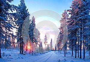 Sunset in the forest with way covered by snow. Winter landscape.