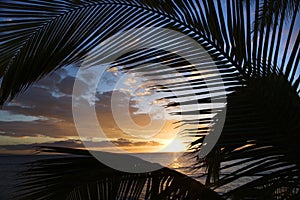 Sunset framed by palm fronds.