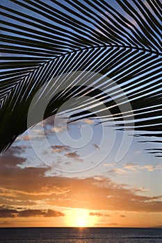 Sunset framed by palm, Maui.