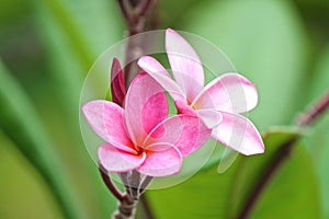 Sunset frangipani